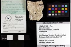 Foto (Objket + Etiketten) von Culmenformosa sp. 